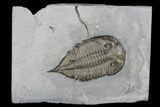 Dalmanites Trilobite Fossil - New York #99080-1